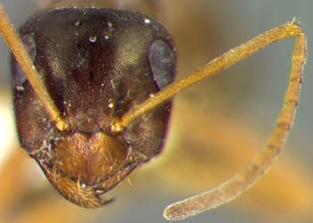 Media type: image; Entomology 34600   Aspect: head frontal view